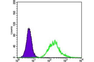 Image no. 1 for anti-Megakaryocyte-Associated tyrosine Kinase (MATK) antibody (ABIN466781) (MATK Antikörper)