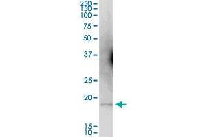 WRB MaxPab polyclonal antibody. (WRB Antikörper  (AA 1-174))