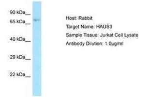 Image no. 1 for anti-HAUS Augmin-Like Complex, Subunit 3 (HAUS3) (AA 291-340) antibody (ABIN6749881) (HAUS3 Antikörper  (AA 291-340))