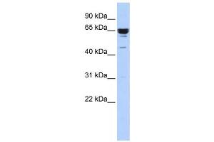 Western Blotting (WB) image for anti-Zinc Finger Protein 587 (ZNF587) antibody (ABIN2458435)