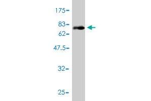 Western Blotting (WB) image for anti-Phospholipid Transfer Protein (PLTP) (AA 19-441) antibody (ABIN562287)