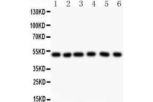 Observed bind size: 49KD (GFAP Antikörper  (AA 93-432))