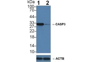 Western blot analysis of (1) Wild-type Jurkat cell lysate, and (2) CASP3 knockout Jurkat cell lysate, using Rabbit Anti-Human CASP3 Antibody (5 µg/ml) and HRP-conjugated Goat Anti-Mouse antibody (abx400001, 0.