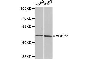 Western blot analysis of extracts of various cell lines, using ADRB3 antibody. (ADRB3 Antikörper)