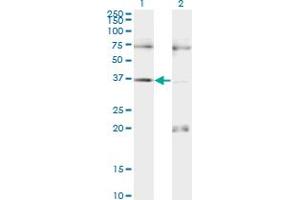 Western Blot analysis of PAX9 expression in transfected 293T cell line by PAX9 monoclonal antibody (M13), clone 3B8.