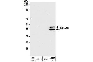 Western Blotting (WB) image for anti-Epithelial Cell Adhesion Molecule (EPCAM) (AA 264-314) antibody (ABIN7455204) (Rekombinanter EpCAM Antikörper  (AA 264-314))