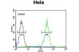 Flow cytometric analysis of Hela cells using RAD26L Antibody (N-term) Cat. (ERCC6L2 Antikörper  (N-Term))
