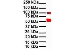 WB Suggested Anti-SNAI1 antibody Titration: 1 ug/mL Sample Type: Human A549 (SNAIL Antikörper  (N-Term))