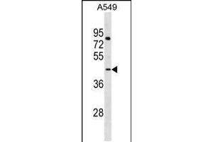 Western blot analysis in MDA-MB453 cell line lysates (35ug/lane). (LANCL3 Antikörper  (C-Term))
