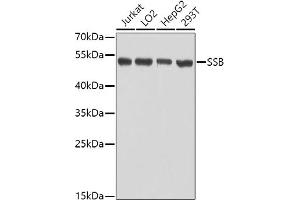 Western blot analysis of extracts of various cell lines, using SSB antibody (ABIN3015264, ABIN3015265, ABIN3015266 and ABIN6213909) at 1:1000 dilution. (SSB Antikörper  (AA 166-408))