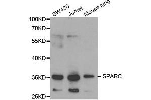 Western blot analysis of extracts of various cell lines, using SPARC antibody (ABIN5970787) at 1/1000 dilution. (SPARC Antikörper)