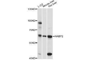 Western blot analysis of extracts of various cell lines, using HABP2 antibody (ABIN6291159) at 1:3000 dilution. (HABP2 Antikörper)
