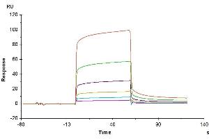 Surface Plasmon Resonance (SPR) image for Carcinoembryonic Antigen-Related Cell Adhesion Molecule 8 (CEACAM8) (AA 35-319) protein (His tag) (ABIN7274330)