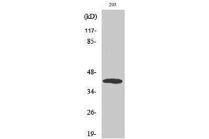 Western Blotting (WB) image for anti-Mitogen-Activated Protein Kinase Kinase 6 (MAP2K6) (N-Term) antibody (ABIN3185532)