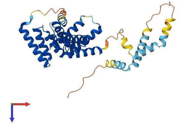 SGTA Protein (AA 1-315) (His tag)