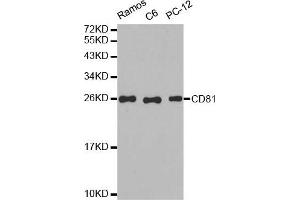 Western blot analysis of extracts of various cell lines, using CD81 antibody. (CD81 Antikörper)