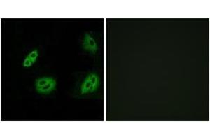 Immunofluorescence (IF) image for anti-Olfactory Receptor 4B1 (OR4B1) (AA 260-309) antibody (ABIN2890999) (Olfactory Receptor 4B1 (OR4B1) (AA 260-309) Antikörper)