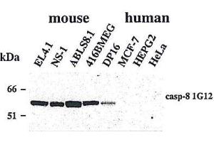 Western blot using anti-Caspase-8 (mouse), mAb (1G12)  detecting endogenous caspase-8 in various mouse cell line, but not in human cell lines. (Caspase 8 Antikörper)