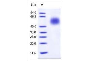 Human CD55, His Tag on SDS-PAGE under reducing (R) condition.