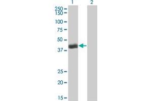 Western Blot analysis of HLF expression in transfected 293T cell line by HLF monoclonal antibody (M04), clone M2. (HLF Antikörper  (AA 1-295))