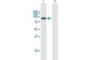 Western Blot analysis of DDX58 expression in transfected 293T cell line by DDX58 MaxPab polyclonal antibody. (DDX58 Antikörper  (AA 1-925))