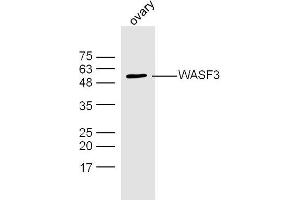 Mouse ovarian lysates probed with WASF3 Polyclonal Antibody, Unconjugated  at 1:300 dilution and 4˚C overnight incubation. (WASF3 Antikörper  (AA 21-120))
