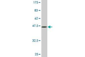 Western Blot detection against Immunogen (48. (BRF1 Antikörper  (AA 1-208))
