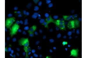 Immunofluorescence (IF) image for anti-Interferon Regulatory Factor 6 (IRF6) antibody (ABIN1498900) (IRF6 Antikörper)