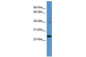 MRGPRX3 antibody used at 0.