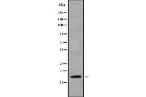 Western blot analysis NDUFA6 using RAW264. (NDUFA6 Antikörper  (Internal Region))