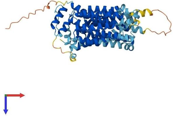 SLC2A8 Protein (AA 1-477) (His tag)