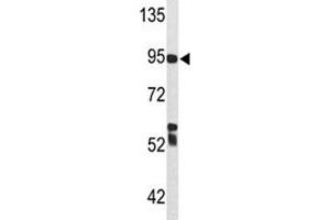 Western blot analysis of C7 antibody and Ramos lysate. (C7 Antikörper  (AA 375-403))