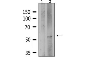 Western blot analysis of extracts from HepG2, using PE2R4 Antibody. (PTGER4 Antikörper  (Internal Region))