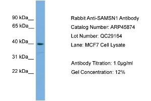 WB Suggested Anti-SAMSN1  Antibody Titration: 0. (SAMSN1 Antikörper  (Middle Region))