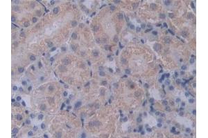 Detection of PCSK1 in Mouse Kidney Tissue using Polyclonal Antibody to Proprotein Convertase Subtilisin/Kexin Type 1 (PCSK1) (PCSK1 Antikörper  (AA 244-530))