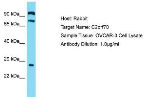 Host: Rabbit Target Name: C2ORF70 Sample Tissue: Human OVCAR-3 Whole Cell Antibody Dilution: 1ug/ml (C2ORF70 Antikörper  (C-Term))