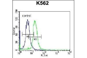 STARD5 Antibody (N-term) (ABIN656750 and ABIN2845973) flow cytometric analysis of K562 cells (right histogram) compared to a negative control cell (left histogram). (STARD5 Antikörper  (N-Term))