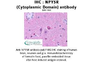 Image no. 1 for anti-Neuropeptide Y Receptor Y5 (NPY5R) (3rd Cytoplasmic Domain) antibody (ABIN1737490) (NPY5R Antikörper  (3rd Cytoplasmic Domain))