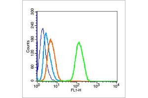 MCF 7 cells were fixed with 70% ice-cold methanol overnight at 4℃, permeabilized with 90% ice-cold methanol for 20 min at -20℃, and incubated in 5% BSA blocking buffer for 30 min at room temperature.