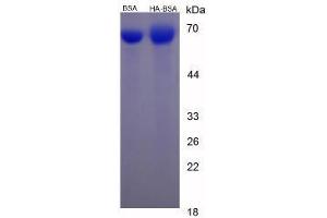 Image no. 1 for Histamine (HIS) protein (BSA) (ABIN1880157) (Histamine Protein (HIS) (BSA))