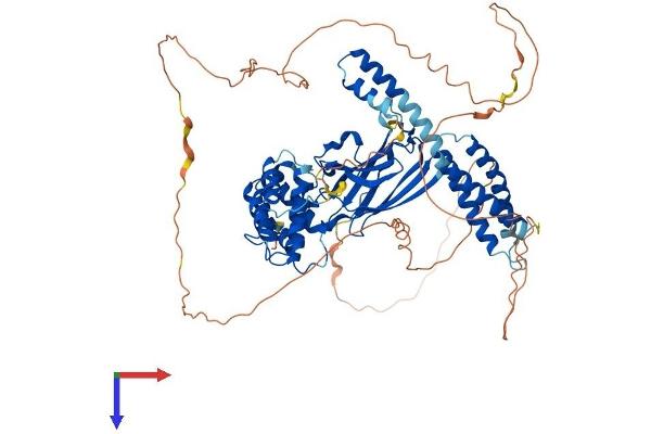GGA3 Protein (AA 1-723) (His tag)