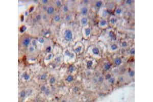 IHC-P analysis of Liver tissue, with DAB staining. (GP1BB Antikörper  (AA 53-176))