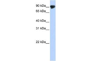 WB Suggested Anti-TMTC4 Antibody Titration:  0. (TMTC4 Antikörper  (N-Term))