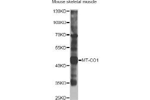 Western blot analysis of extracts of mouse skeletal muscle, using MT-CO1 antibody (ABIN2561977) at 1:1000 dilution. (COX1 Antikörper)