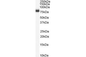 ABIN184679 staining (0. (NUMB Antikörper  (C-Term))