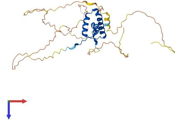 SOX2 Protein (AA 1-317) (His tag)