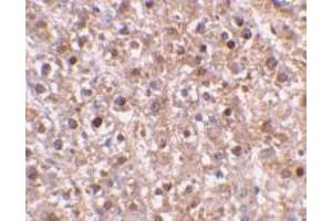 Immunohistochemical staining of mouse liver tissue using AP30191PU-N caspase-12 antibody at 2 μg/ml. (Caspase 12 Antikörper  (Intermediate Domain))