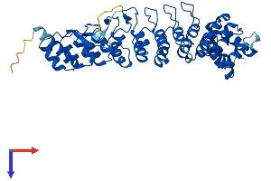 ASB4 Protein (AA 1-426) (His tag)