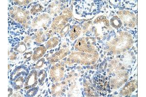 Immunohistochemistry (IHC) image for anti-Methionine Adenosyltransferase I, alpha (MAT1A) (N-Term) antibody (ABIN310138) (MAT1A Antikörper  (N-Term))