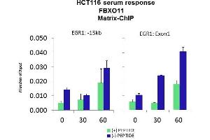 Quiescent human colon carcinoma HCT116 cultures were treated with 10% FBS for three time points (0, 15, 30min) or (0, 30, 60min) were used in Matrix-ChIP and real-time PCR assays at EGR1 gene (Exon1) and 15kb upstream site. (FBXO11 Antikörper  (Middle Region))